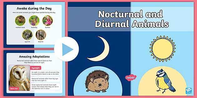 50+ Nocturnal Animals Videos For Kindergarten Images