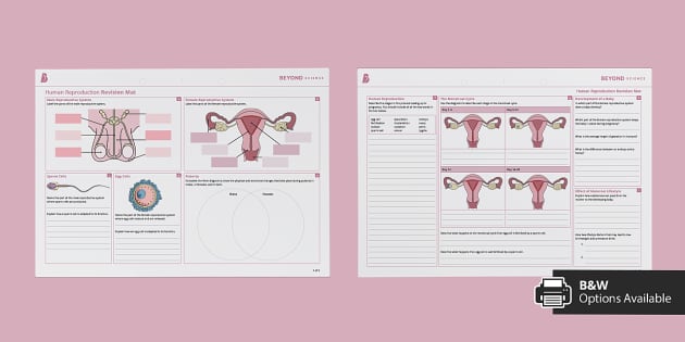 Ks3 Human Reproduction Revision Mat Higher Beyond Twinkl 8842
