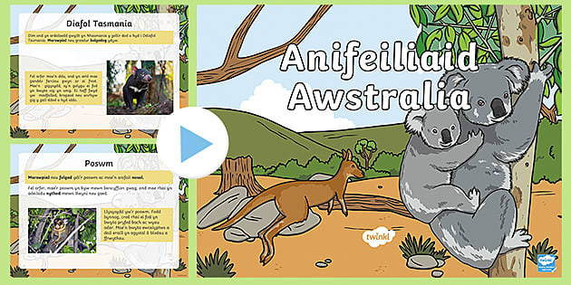 Pŵerbwynt Anifeiliaid Awstralia (teacher made) - Twinkl