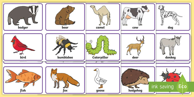 Animal Picture Flash Cards (teacher made)