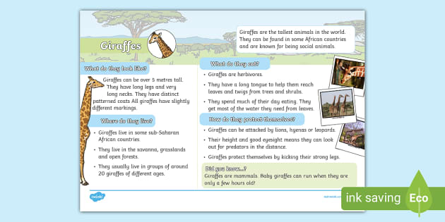 KS1 Giraffe Fact File | Animal Fact Files | Twinkl - Twinkl