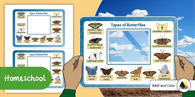 Butterflies – Butterfly Facts for Kids – Twinkl USA