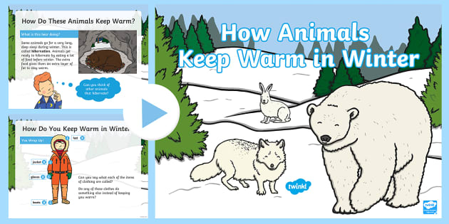 How Animals Keep Warm in the Winter PowerPoint - Twinkl
