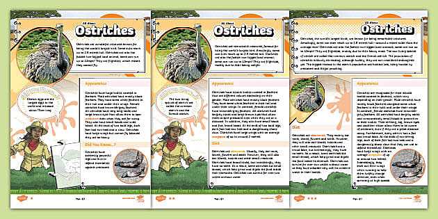 LKS2 All About Ostriches Differentiated Comprehension