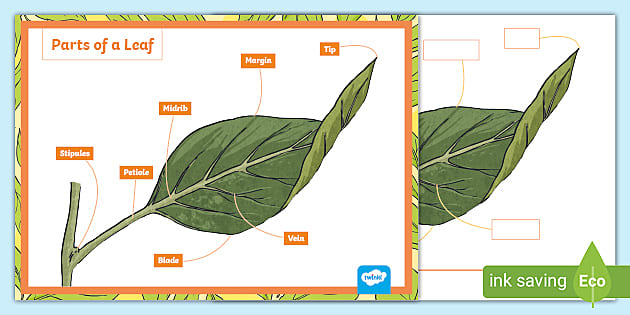 Parts of a Leaf Labelling Activity (Teacher-Made) - Twinkl