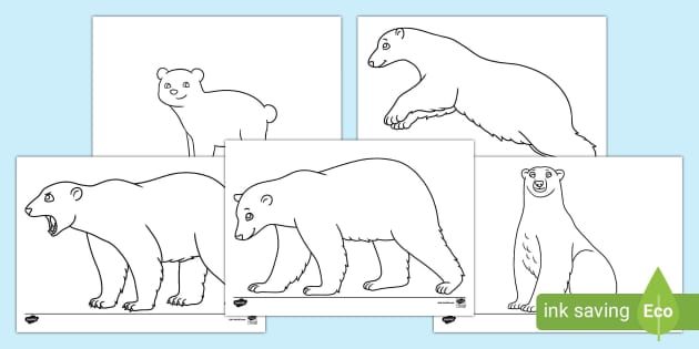 Polar Bear Outlines (teacher made) - Twinkl