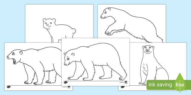 Polar Bear Outlines (teacher made) Twinkl