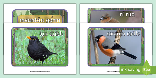 Irish Garden Birds Posters (Gaeilge). Éin Ghairdín na hÉireann.