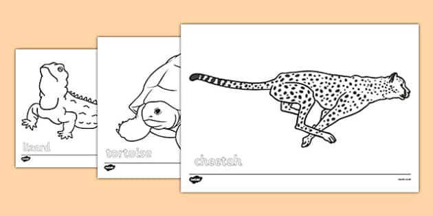 Desert Animals Colouring Sheets (teacher made) - Twinkl