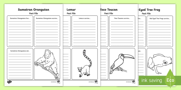 KS1 Species that live in Rainforests - Fact File Worksheets