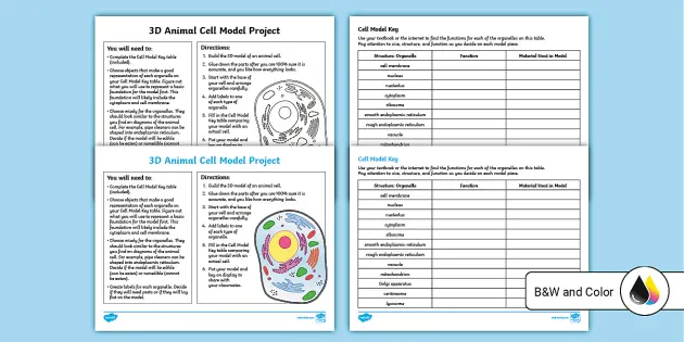 3d animal cell models with labels