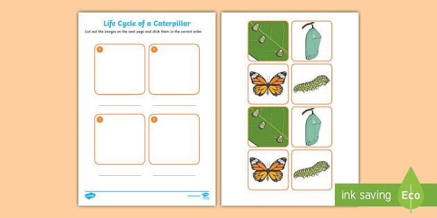 Caterpillar Life Cycle Cut and Stick Worksheet EYFS - australia