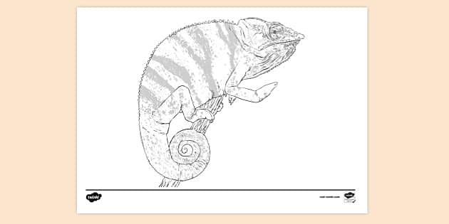 mixed up chameleon coloring page