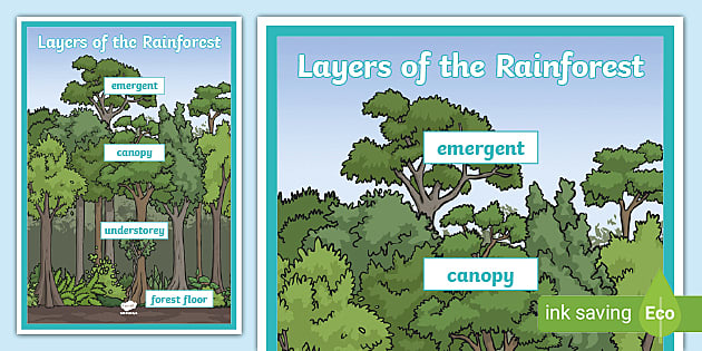 Layers Of The Rainforest Large Display Poster