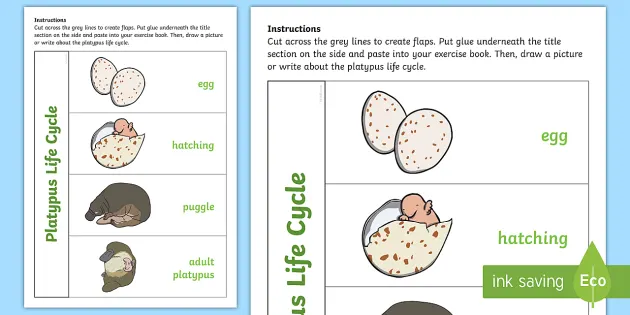 Platypus Life Cycle Flap Book Teacher Made
