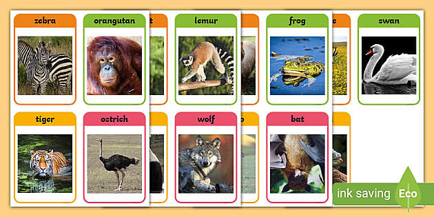 Animal Photo Cards (teacher made) - Twinkl