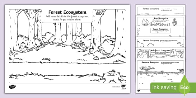 rainforest ecosystem drawing