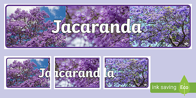 Jacaranda Tree Display Banner