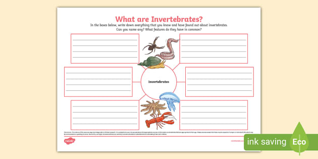 What Are Invertebrates? Mind Map - Twinkl