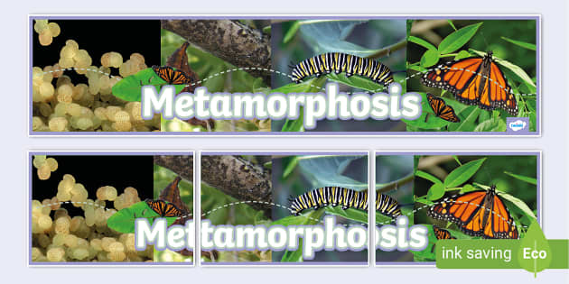 Metamorphosis Display Banner (teacher Made) - Twinkl