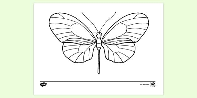 FREE! - Butterfly Skeleton Colouring Sheet | Colouring Sheets