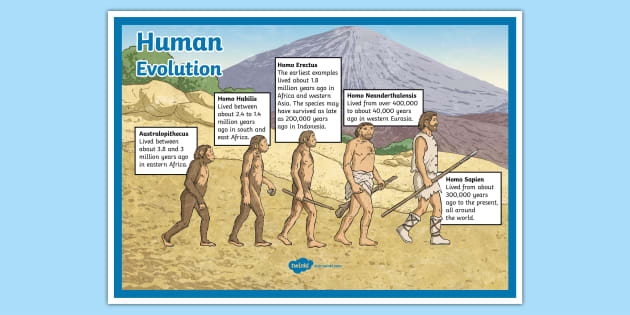Human Evolution Educational Science Teacher Classroom Chart Print Poster 24x36 