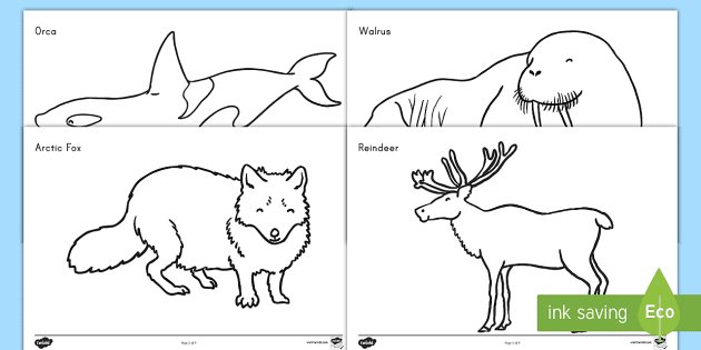 Animals that live in the Arctic - Colouring Sheets - KS1
