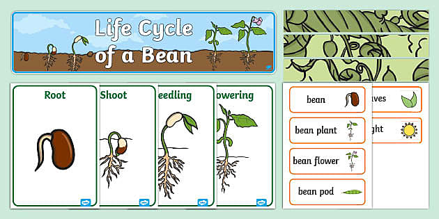 life-cycle-of-a-bean-plant-display-pack-teacher-made
