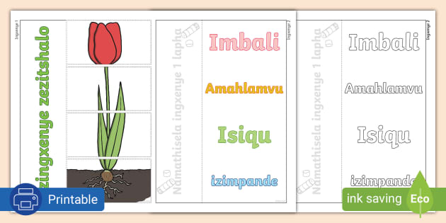 Izingxenye zezitshalo - Parts of a Plant Flip Sheet isiZulu