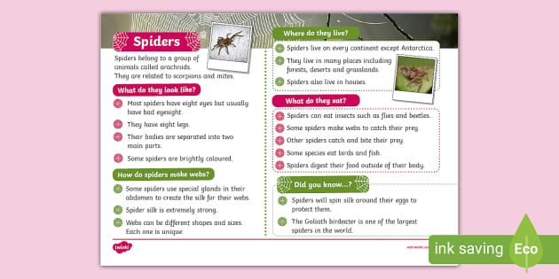 KS1 Spiders Fact File | Nature | Arthropods (teacher made)