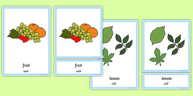 Plants And Growth Three Part Cards Arabic Translation