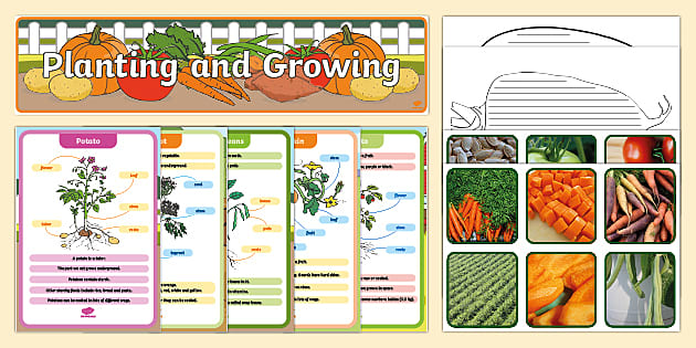 Planting And Growing Teacher Made Twinkl