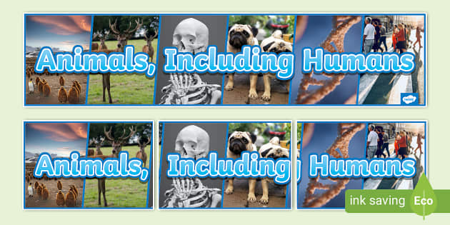 Animals, Including Humans Photo Display Banner - Twinkl