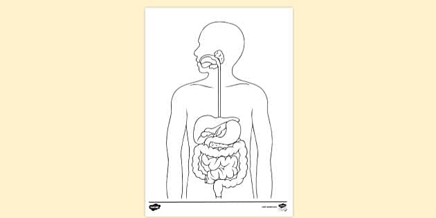digestive system unlabeled
