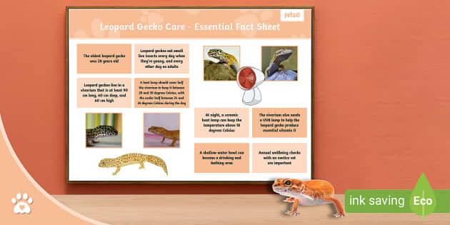Leopard Gecko Care Guide - Essential Fact Sheet - Twinkl