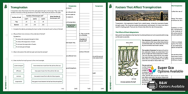 Transpiration Activity Pack | GCSE Science | Beyond - Twinkl