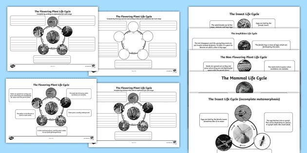 Year 5 Differentiated Life Cycles Worksheets (teacher made)