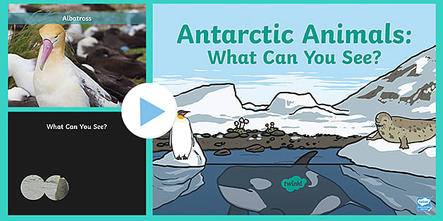 Antarctic Animals: What Can You See? identifying PowerPoint