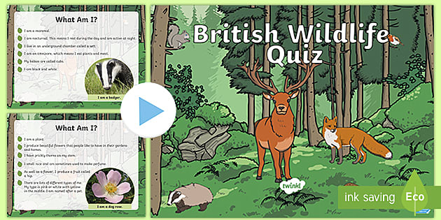 KS1 British Wildlife Quiz PowerPoint (Teacher-Made) - Twinkl
