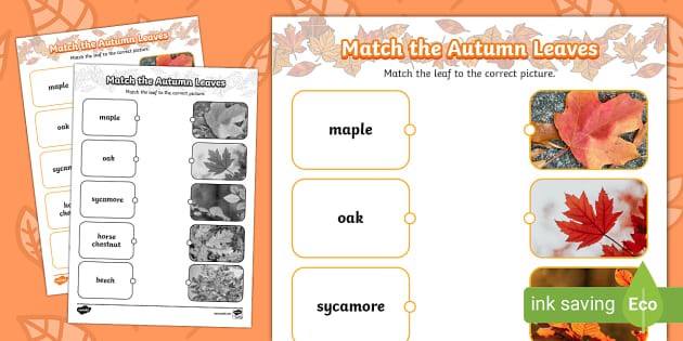 Autumn Flashcards  Twinkl Teacher-Made Learning Resources