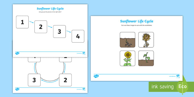 Sunflowers Ks1 Life Cycle Worksheets Primary Resources