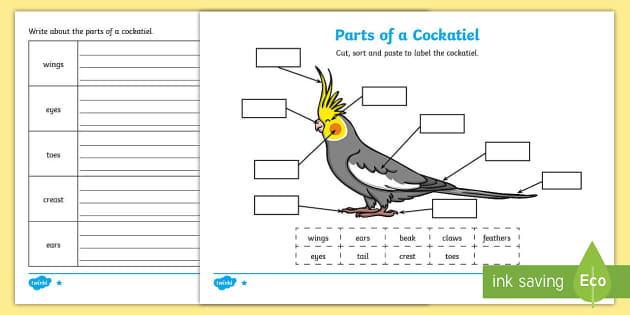 Parts of a Cockatiel | Bird Anatomy Worksheet | Primary