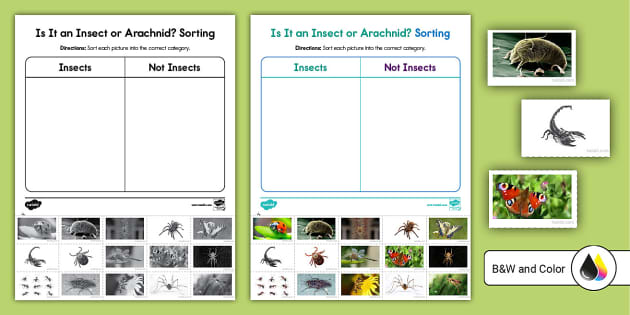 First Grade Is It an Insect or Arachnid? Sorting Activity