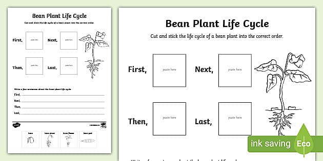Bean Plant Life Cycle Sentence Writing Worksheet - Twinkl