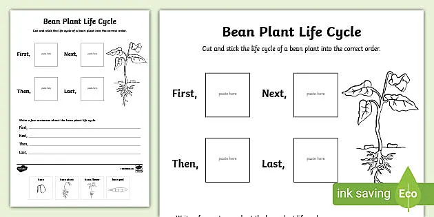 Life Cycle of a Plant Worksheet | Plant Sequencing Activity