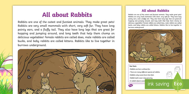 information about rabbit in essay