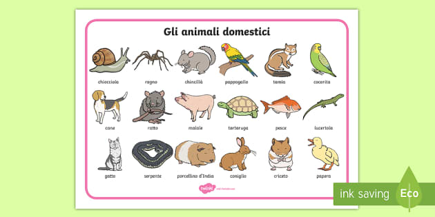 Gli animali domestici Vocabolario Illustrato (teacher made)