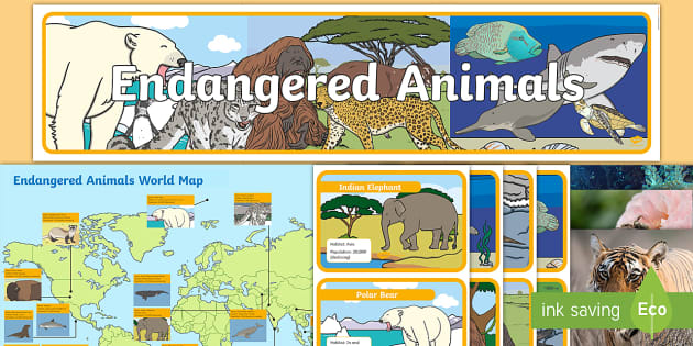 Endangered Animal Display Pack (teacher made) - Twinkl