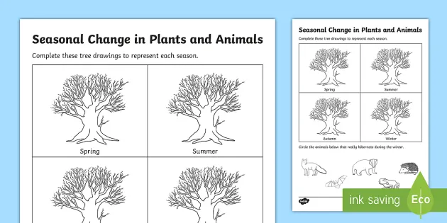 Seasonal Changed in Plants and Animals Worksheet - Twinkl