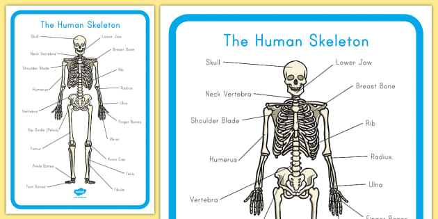 Au T 2720 Australia Human Skeleton Labelling Sheets  Ver 1 